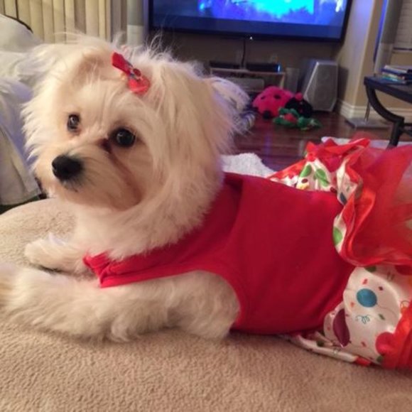 MEET PRECIOUS, POSH AMBASSADOR, PARTY-COHOST! - Picture 2 of 4